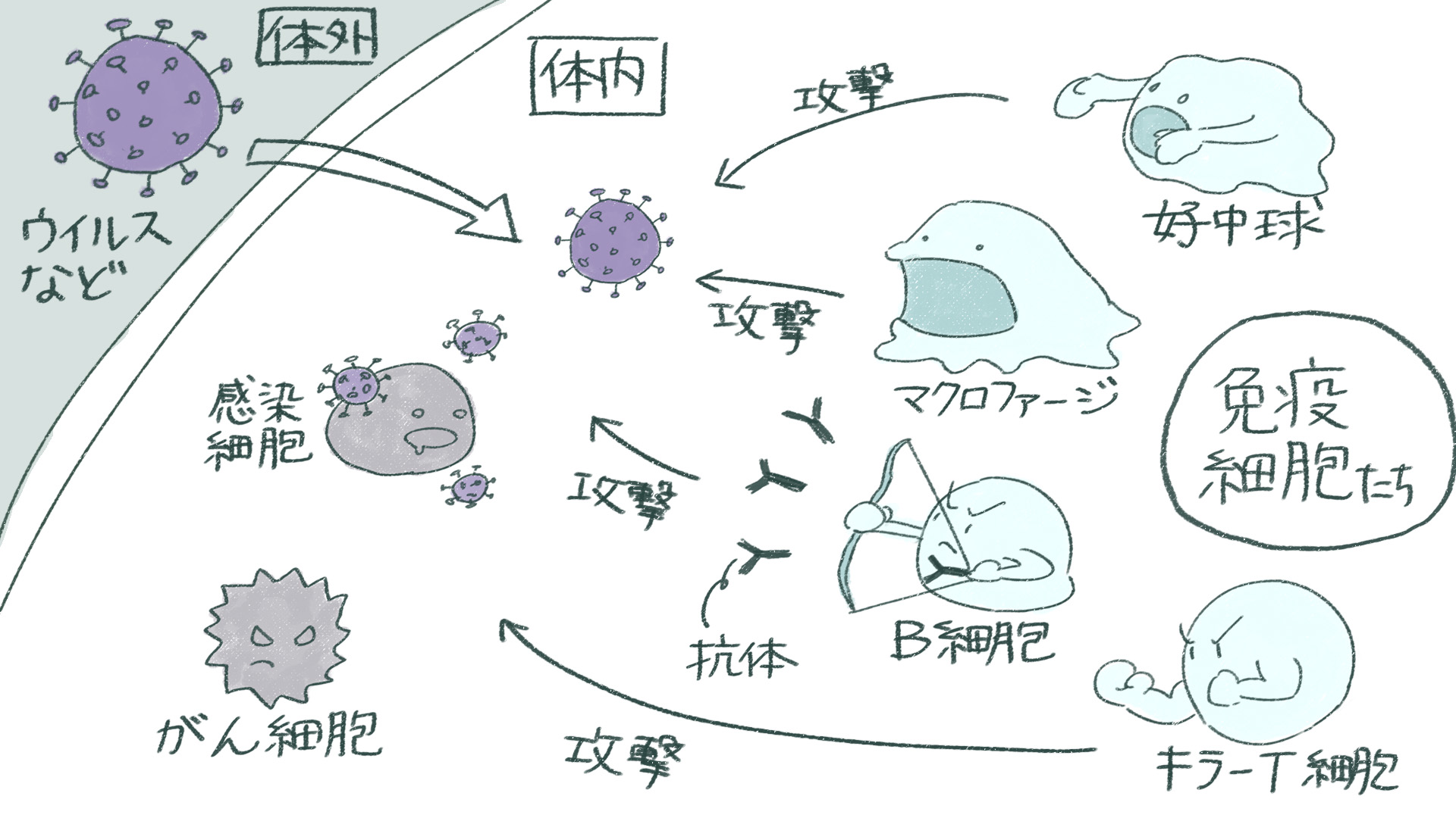 免疫のしくみ