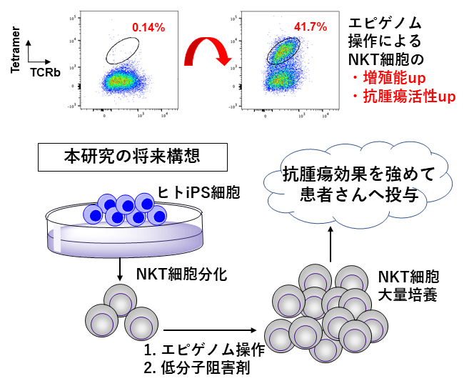 iPS-NKT細胞免疫療法のエピゲノム研究