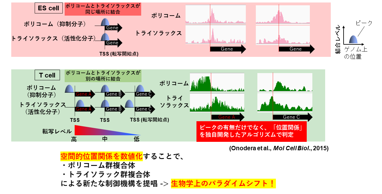 エピゲノムのバイオインフォマティクス解析